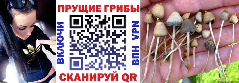 blacksprut вход  где купить наркоту  Арамиль  Псилоцибиновые грибы мицелий 